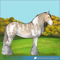 Horse Color:Buckskin Dun Tobiano Appaloosa Rabicano  and Buckskin Dun Sabino Rabicano 