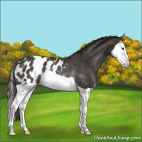 Horse Color:Smoky Black Splash Appaloosa Rabicano 
