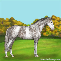 Horse Color:White Spotted Silver Black 