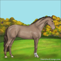 Horse Color:Classic Champagne 