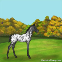 Horse Color:Blue Roan Near Leopard 
