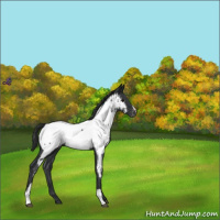 Horse Color:Blue Roan Near Fewspot 