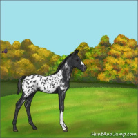 Horse Color:Black Appaloosa