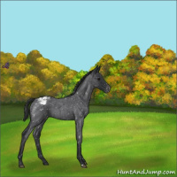 Horse Color:Blue Roan Appaloosa
