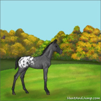 Horse Color:Blue Roan Appaloosa