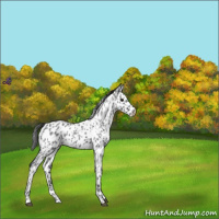 Horse Color:Blue Roan Leopard 