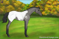 Horse Color:Blue Roan Appaloosa 