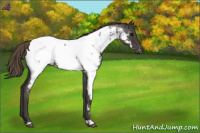 Horse Color:Smoky Blue Roan Near Fewspot