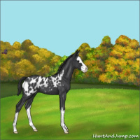 Horse Color:Blue Roan Splash Near Leopard 