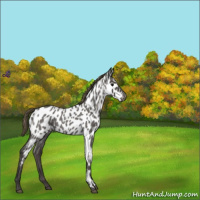 Horse Color:Smoky Blue Roan Near Leopard 