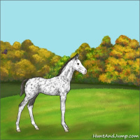 Horse Color:Smoky Blue Roan Splash Appaloosa 