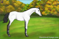 Horse Color:Blue Roan Near Fewspot 
