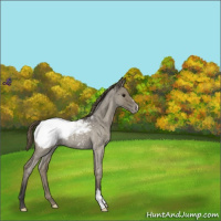 Horse Color:Smoky Blue Roan Snowcap 