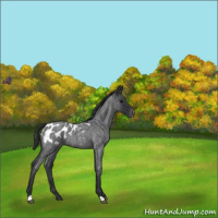 Horse Color:Blue Roan Appaloosa