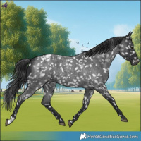 Horse Color:Blue Roan Snowflake Varnish
