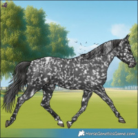 Horse Color:Black Appaloosa