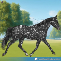 Horse Color:Black Snowflake Varnish