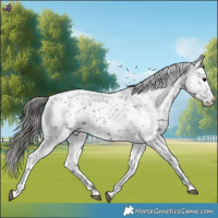 Horse Color:Black Appaloosa