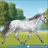 Horse Color:Blue Roan Snowcap 