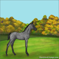 Horse Color:Blue Roan 