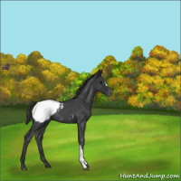 Horse Color:Blue Roan Snowcap 