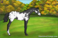 Horse Color:Blue Roan Frame Appaloosa 