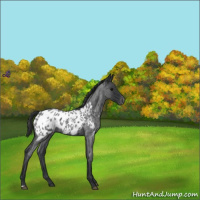 Horse Color:Blue Roan Appaloosa