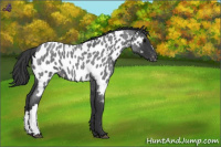 Horse Color:Blue Roan Appaloosa