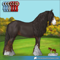 Horse Color:Liver Chestnut Sabino 