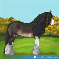 Horse Color:Brown Sabino 