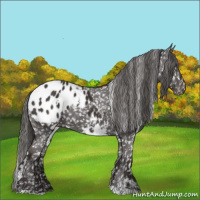 Horse Color:White Spotted Liver Chestnut Sabino Appaloosa 