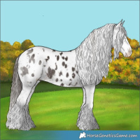 Horse Color:White Spotted Liver Chestnut Sabino Appaloosa Rabicano 