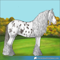 Horse Color:White Spotted Liver Chestnut Sabino Appaloosa Rabicano 