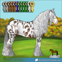 Horse Color:Liver Chestnut Sabino Appaloosa Rabicano and Liver Chestnut Sabino Appaloosa