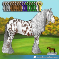 Horse Color:Liver Chestnut Sabino Appaloosa Rabicano  and Liver Chestnut Sabino Appaloosa 