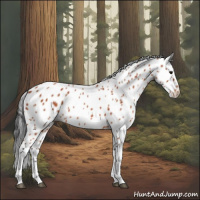 Horse Color:Bay Leopard 