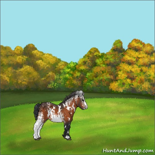 Horse Color:White Spotted Bay 
