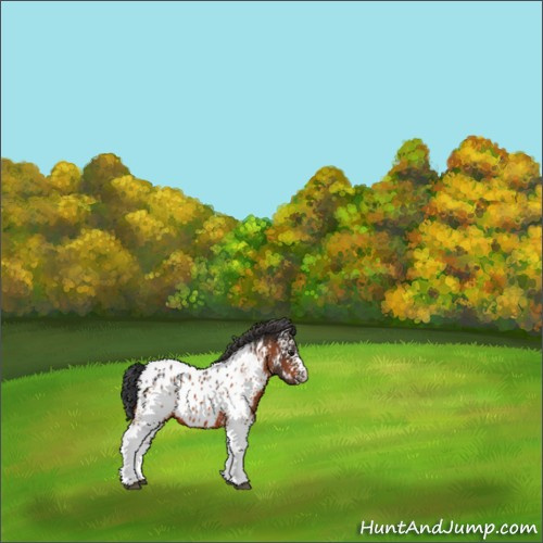 Horse Color:White Spotted Brown Appaloosa 