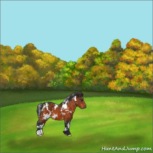 Horse Color:White Spotted Brown 