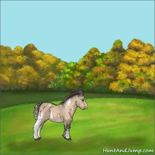 Horse Color:White Spotted Bay Dun Appaloosa 