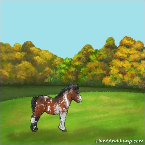 Horse Color:White Spotted Brown 