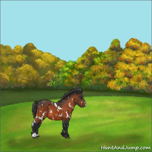 Horse Color:White Spotted Brown Appaloosa 