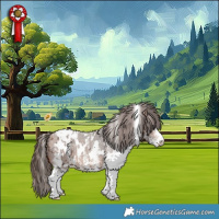 Horse Color:White Spotted Bay Appaloosa 