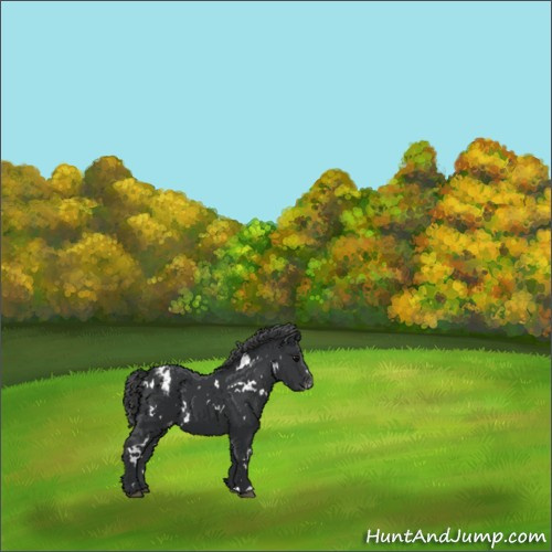 Horse Color:White Spotted Black Appaloosa 