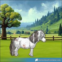 Horse Color:White Spotted Brown Appaloosa 