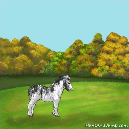 Horse Color:White Spotted Black 