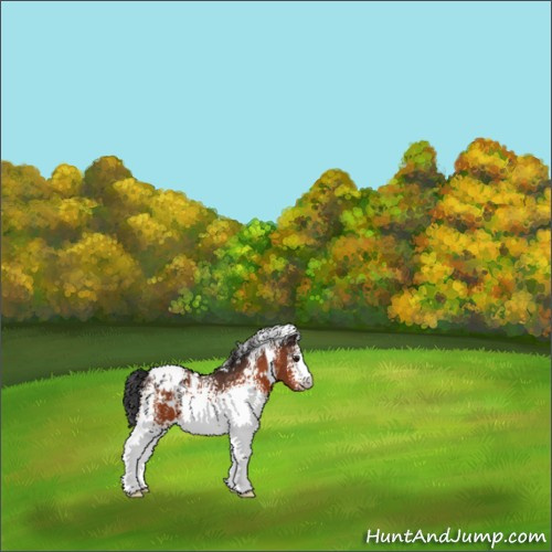 Horse Color:White Spotted Brown Appaloosa 