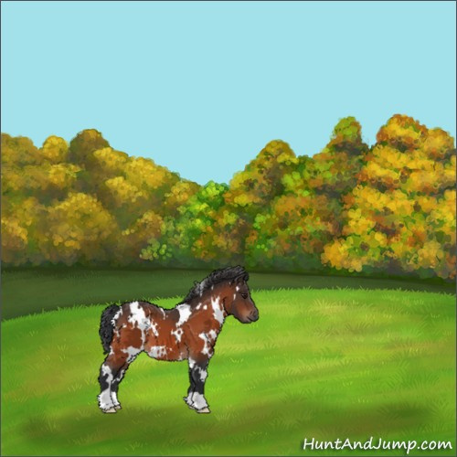 Horse Color:White Spotted Brown 