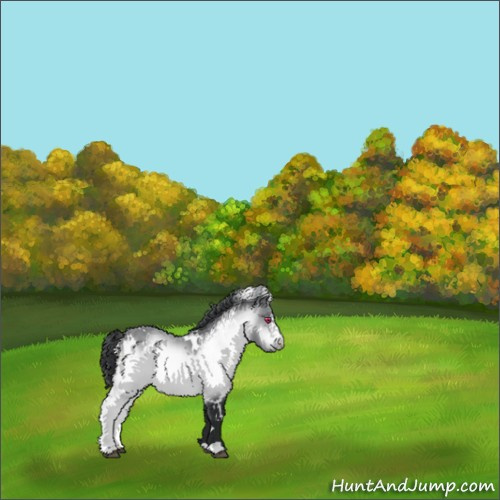 Horse Color:White Spotted Bay Chinchilla 