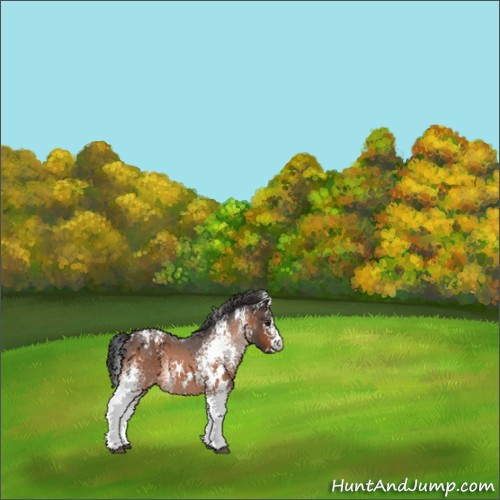Horse Color:White Spotted Brown Appaloosa 